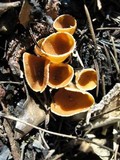 Geopyxis carbonaria image