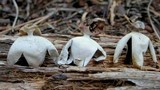 Geastrum quadrifidum image