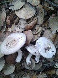 Agaricus micromegethus image