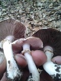 Agaricus micromegethus image