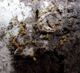 Trichia botrytis var. botrytis image