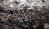 Trichia botrytis var. botrytis image