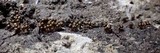 Trichia botrytis var. botrytis image