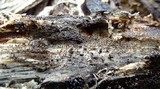 Physarum leucopus image