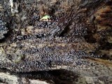 Physarum leucopus image