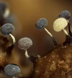 Physarum album image