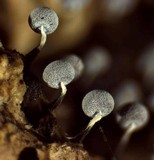 Physarum album image