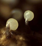 Physarum album image