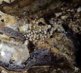 Physarum album image