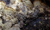 Physarum album image