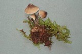 Mycena galericulata image