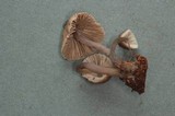 Mycena galericulata image
