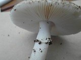 Amanita marmorata image