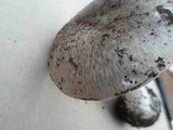 Amanita marmorata image