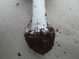 Amanita marmorata image