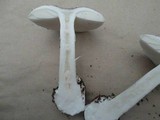 Amanita marmorata image