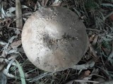 Amanita luteolovelata image