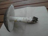 Amanita luteolovelata image