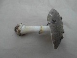 Amanita luteolovelata image