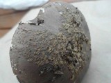 Amanita luteolovelata image