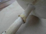 Amanita luteolovelata image