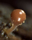 Trichia decipiens image