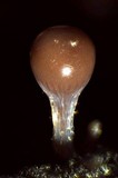 Trichia decipiens image