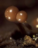 Trichia decipiens image