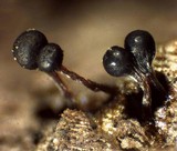 Trichia decipiens image