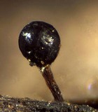 Trichia decipiens image