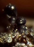 Trichia decipiens image