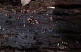 Trichia decipiens image