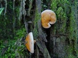 Suillus bovinus image