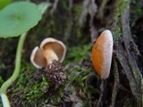 Suillus bovinus image