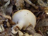 Polyporus craterellus image