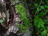 Lycogala epidendrum image
