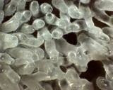 Ceratiomyxa fruticulosa var. fruticulosa image