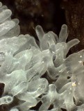 Ceratiomyxa fruticulosa var. fruticulosa image
