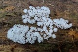 Ceratiomyxa fruticulosa var. fruticulosa image