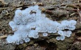 Ceratiomyxa fruticulosa var. fruticulosa image