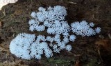 Ceratiomyxa fruticulosa var. fruticulosa image