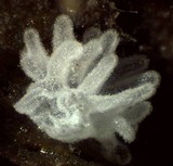 Ceratiomyxa fruticulosa var. fruticulosa image