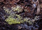 Ceratiomyxa fruticulosa var. fruticulosa image