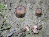 Arrhenia hohensis image