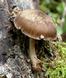 Pluteus plautus image