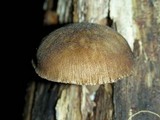Pluteus plautus image