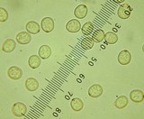 Pluteus plautus image