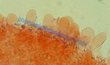 Pluteus plautus image
