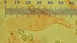 Pluteus plautus image