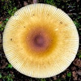 Amanita sect. Vaginatae image